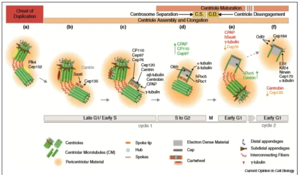 Figure 1.2: The centriole assembly process in human cells. a) At the onset of centriole duplication, Plk4 localizes to the outer wall of the pre-existing centrioles; b) The accumulation of Sas-6 and Cep135 leads to cartwheel formation; c) Microtubule nucle