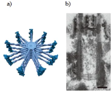 Figure 1.3: Structure of the cartwheel. a) 3D-model of the Trychonympha cartwheel emphasizing the core and spokes (light blue), and the pinheads (dark blue); b) Longitudinal image of a centriole with the cartwheel appearing in the proximal region of the lu