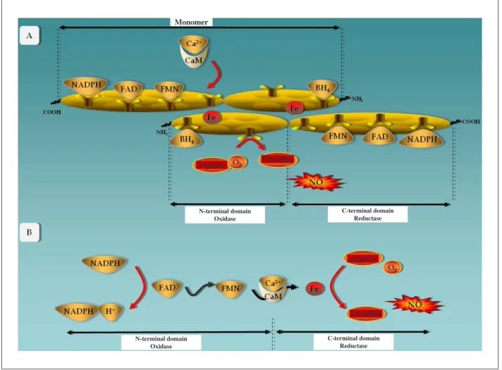 Figure 2 -  A) Model proposed for the dimeric eNOS structure. B) Electron transfer between cofactors and substrates of the enzyme structure