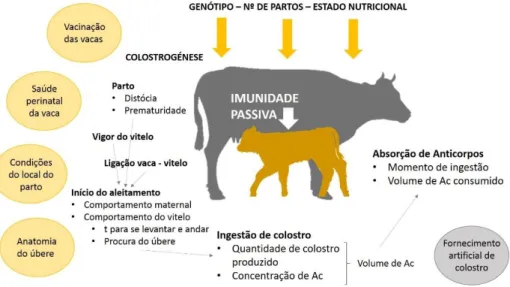 Figura  2:  Fatores-chave  na  imunidade  passiva  em  vitelos  de  carne  (adaptado  de  McGee &amp; Earley, 2019)