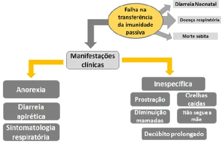 Figura 4: Manifestações clínicas e patologias associadas a casos de FTIP. 