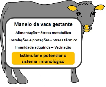 Figura 5: Principais aspetos do maneio da vaca gestante. 
