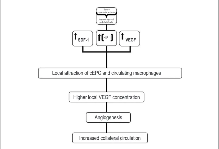 Figure 1 –  Illustration of the determinant molecular and pathophysiological mechanisms of myocardial angiogenesis secondary to ischemia.