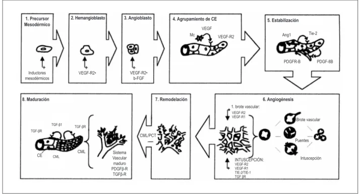 Figura 2 –  Formación de los plexos vasculares primarios del mesodermo, durante la fase embrionaria