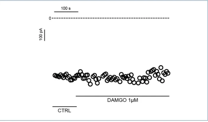 Figure 5 –  The agonist of µ-opioid receptor (DAMGO) had no effect on the I Ca-L . Figure 5 shows a representative experiment where the I Ca-L  time-course was recorded  by depolarizing pulses at 0 mV in control condition and after DAMGO