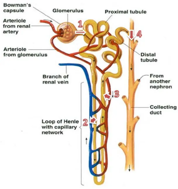 Figure 3- Physiology of a nephron. 