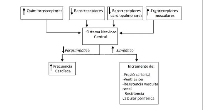 Fig. 1 -  Mecanismos de control autonómico en la insuiciencia cardiaca. La sensibilidad de los barorreceptores arteriales y de los receptores cardiopulmonares está  disminuida, mientras que la sensibilidad de los quimiorreceptores está aumentada, así como 