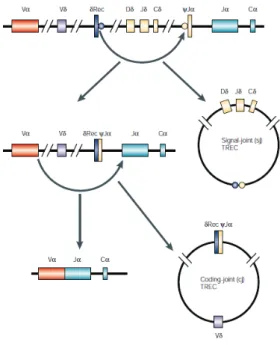 Figure 2: T cell receptor excision circles.  From Spits et al (10). 