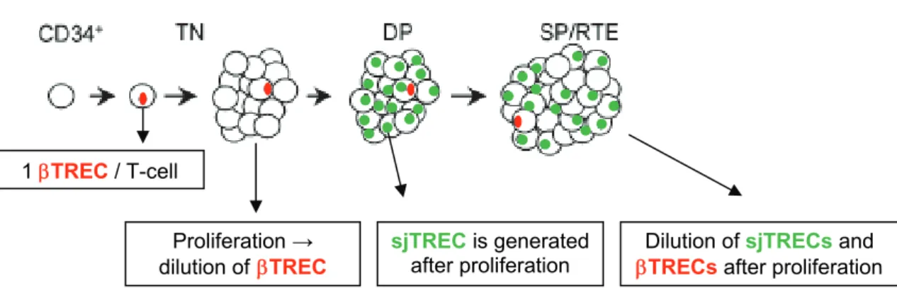 Figure 3: Schematic representation of intrathymic proliferation occurring between late TN  and early DP thymocyte differentiation stages and its effects on TREC and sjTREC levels