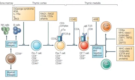 Figure 5: Protein and gene defects in T cell development ad function. 