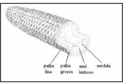 Figura 1 - Componentes externos do sabugo de milho.   