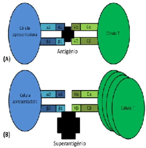 Figura  2.  Interacção  entre  o  MHC  classe  II  do  hospedeiro  das  células  apresentadoras  de  antigénios com os receptores das células T