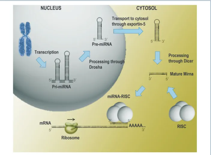 Figure 1 –  Representative scheme of biogenesis and mechanism of action of microRNAs in mammalian cells