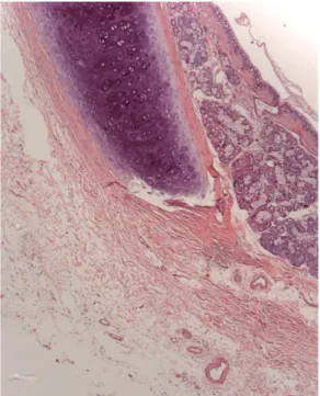 Figura 2 - Imagem histológica da parede lateral 