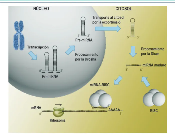 Figura 1 –  Biogénesis y mecanismo de acción de los microRNAs en células de mamíferos