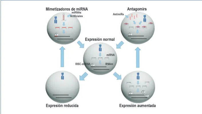 Figura 2 –  Resumen esquemático de dos estrategias terapéuticas (antagomirs y RNAi) envolviendo el conocimiento acerca de los miRNAs.