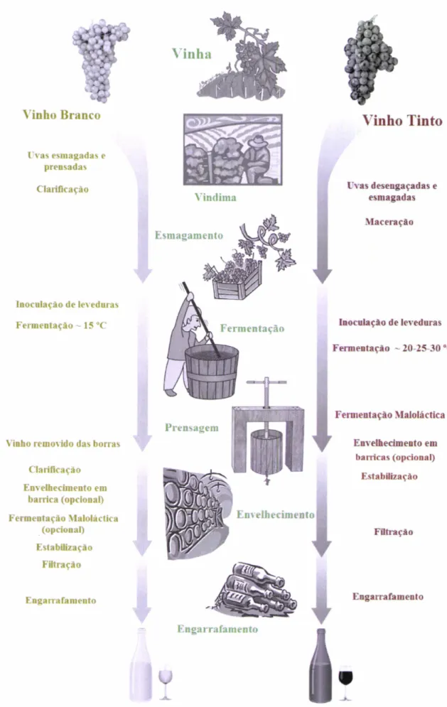 Figura  2  -  Revisão  generalizada  dos  diferentes  processos  de  vinificação  de  vinhos  tintos  e brancos  (Adaptado  Bartowsky  et al.,2OO9)