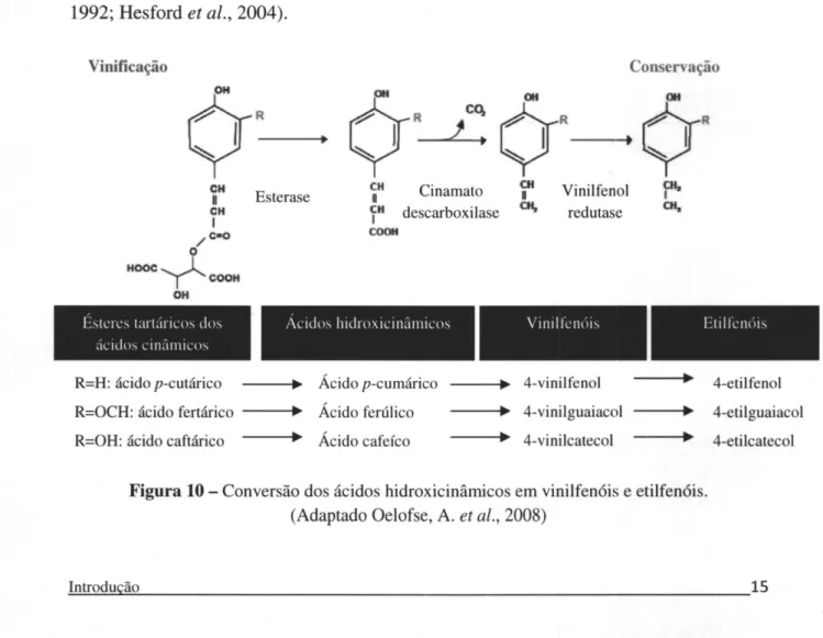 Figura  10  -  Conversão  dos  ácidos  hidroxicinâmicos  em  vinilfenóis  e  etilfenóis.