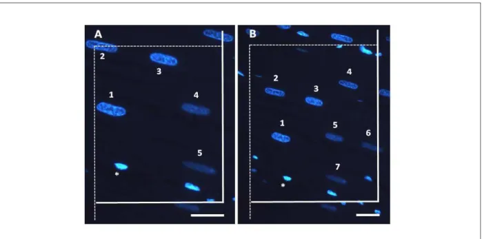Figure 3 -  Representative photomicrograph of the fluorescent disector method obtained using 100× (A) and 40× (B) objective lens