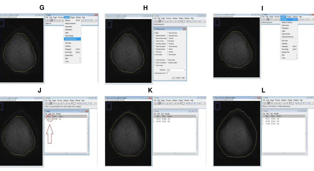 Figura 2 - Exemplo de análise de  imagens de sementes de  Moringa oleifera Lam.  no programa ImageJ,  mostrando as etapas de escolha dos  parâmetros  a  serem  mensurados  (G  e  H);  mensuração  dos  parâmetros  escolhidos  (I)    dos  três  segmentos  (J