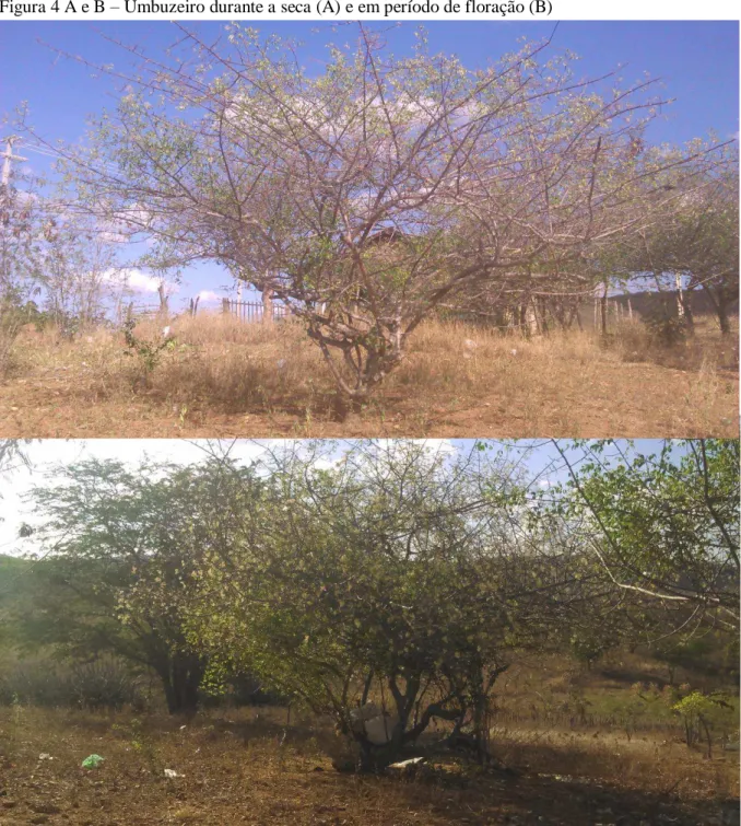 Figura 4 A e B  – Umbuzeiro durante a seca (A) e em período de floração (B)