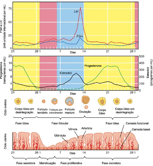 Figura 4. Modificações anatómicas e fisiológicas do ciclo menstrual. Adaptado de: (Jones &amp; Lopez,  2006b) 