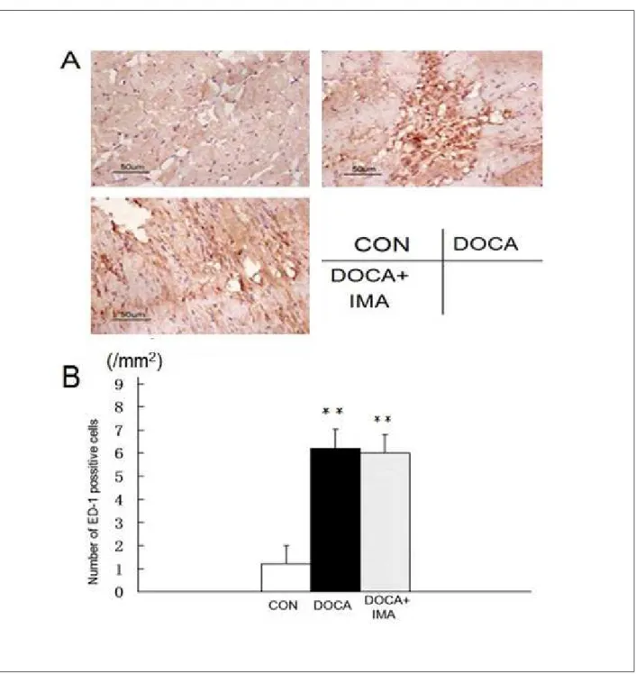 Figure 2 – Number of ED-1 positive cells in different groups on day 14 (immunohistochemistry, ×400)