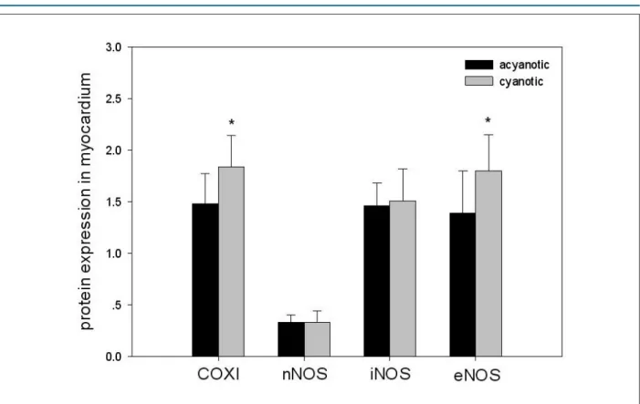 Figure 5 - Comparisons of protein expression in myocardium between the acyanotic group and cyanotic group (*p&lt;0.05 versus acyanotic group).