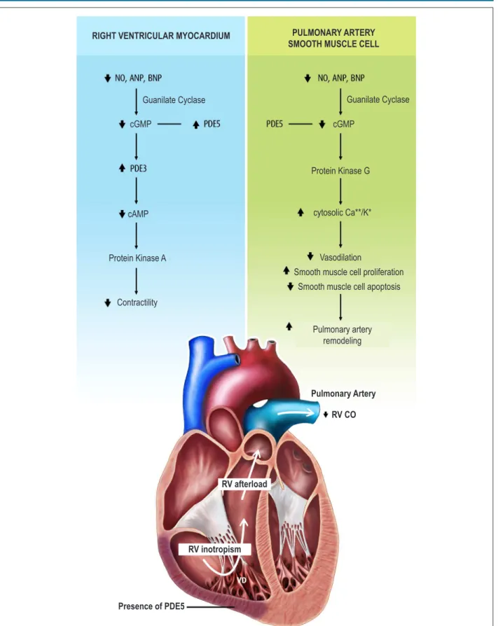 Figure 1 – Pathophysiological changes in the pulmonary circulation and right ventricular myocardium of patients with pulmonary hypertension