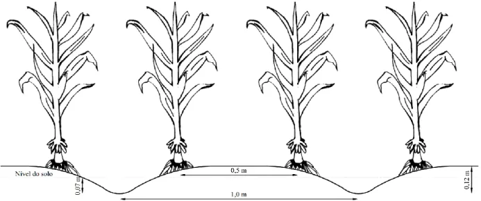 Figure 1. Schematic representation of raised seedbeds in cross section perpendicular to the sowing rows