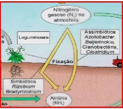 Fig. 7.  Fixação do azoto atmosférico por bactérias em simbiose e em vida livre 