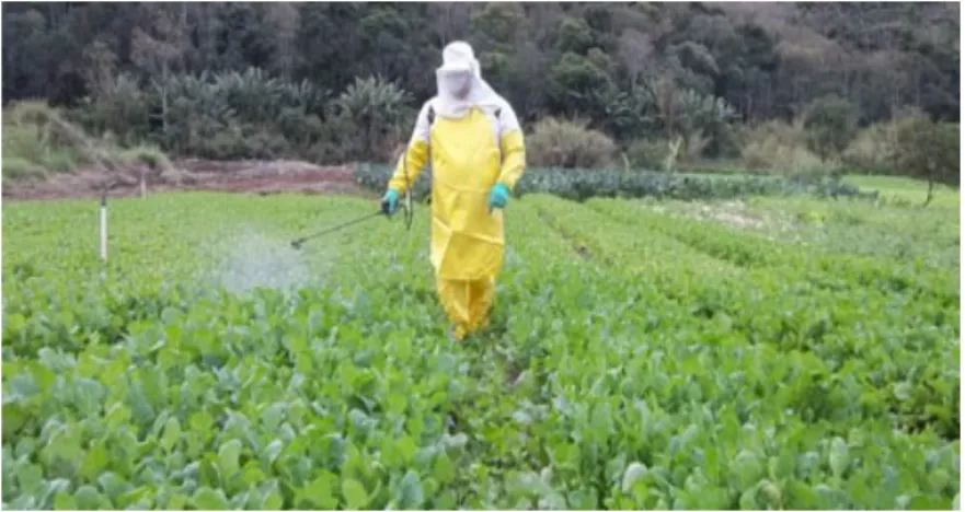 Fig. 22. Adubação foliar  ( Foto: Paulo Figueiras/Programa Rio Rural ) 