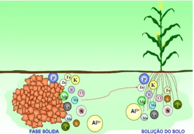 Fig. 2. Nutrientes na solução do solo 