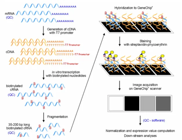 Figure 3.2: Simplified overview of the GeneChip gene expression analysis protocol. Starting from  single-stranded mRNA, double-stranded cDNA is generated that is then used for in vitro transcription  resulting in single-stranded, biotinylated cRNA