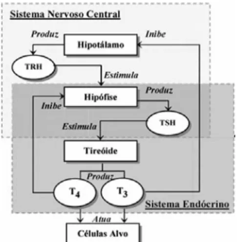 Figura 1. Eixo Hipotálamo-Hipófise-Tiróide. O hipotálamo  libera TRH que estimula a hipófise a liberar TSH
