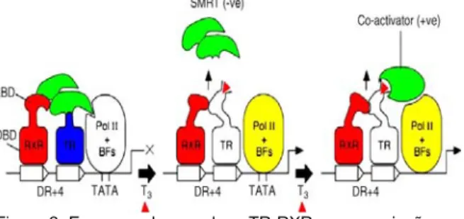 Figura 2. Esquema do complexo TR-RXR em associação com  os fatores positivos (co-ativador) e negativo (SMRT) na  maquinaria basal de transcrição