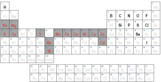 Figure 1.1: Biologically significant metals. Metal ions with biological roles are in red; the black elements have some biologically relevant function