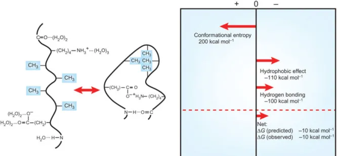 Figure 1.4: Stabilizing and destabilizing forces on the folding of a protein.