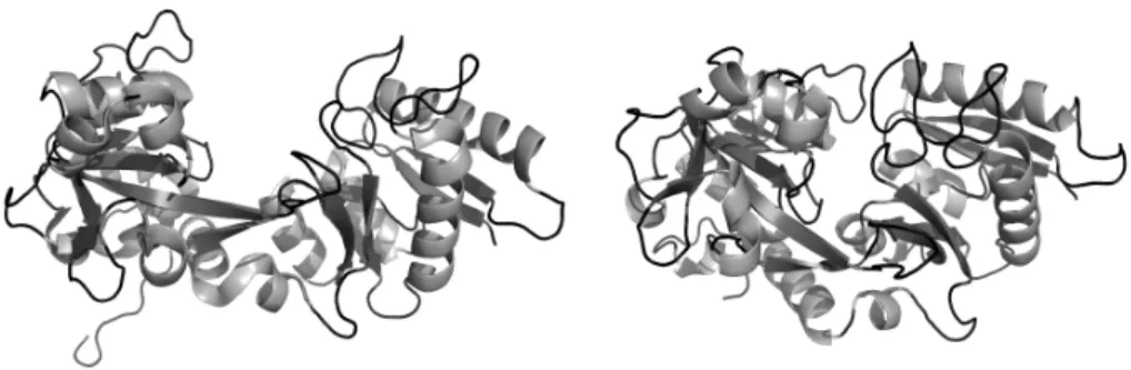 Figure 1.6: Fe 3+ -induced conformational changes in human transferrin. The apo form (1BP5, left) has an open conformation