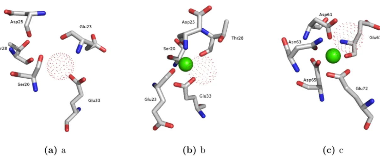Figure 1.11: Ca 2+ binding sites of S100A6 protein. a) Ca 2+ -free S100-specific EF- EF-hand b) Ca 2+ -loaded S100-specific EF-hand c) Ca 2+ -loaded canonical EF-hand