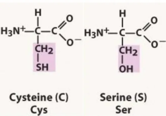 Figure 1.12: Structural difference between a Cys and a Ser residue.
