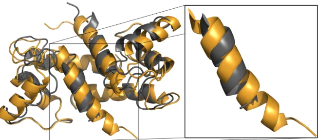 Figure 1.13: Structural alignment of S100B wt and S100B ∆Cys. S100B wt and S100B ∆Cys are represented in orange and grey, respectively