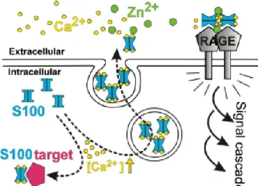 Figure 1.14: Intra- and extracellular functions of S100 proteins S100 proteins act as Ca 2+ sensor proteins in the cell and transmit a signal by Ca 2+ -dependent binding to a target protein, regulating its biological activity