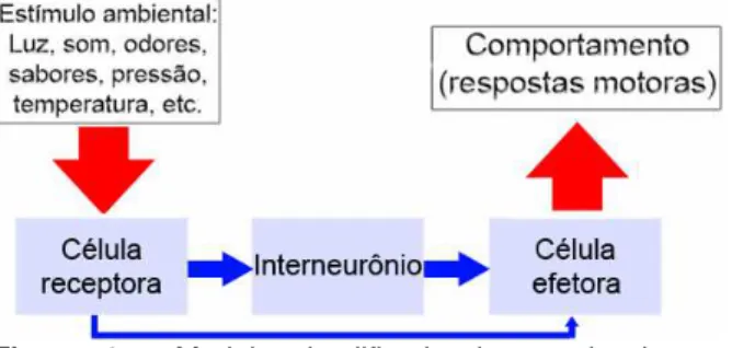 Figura 1 – Modelo simplificado do arranjo de um  Sistema Nervoso.