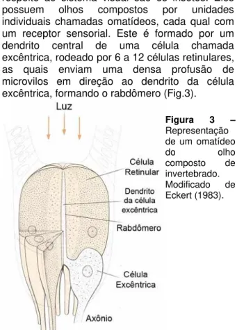 Figura 2 – Faixa de luz visível aos vertebrados (em  destaque). Comprimento de onda em nanômetros