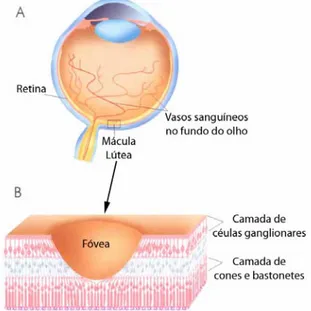 Figura 6 – Cruzamento das fibras do nervo óptico e  hemicampos contemplados em cada hemisfério  cerebral