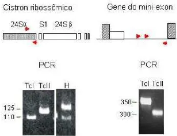 Figura 1. Tipagem molecular de isolados de T. cruzi. PCR dirigi- dirigi-da para o domínio D7 do LSU rDNA (24S  rDNA) e espaçador  intergênico do gene de mini-exon (ME)