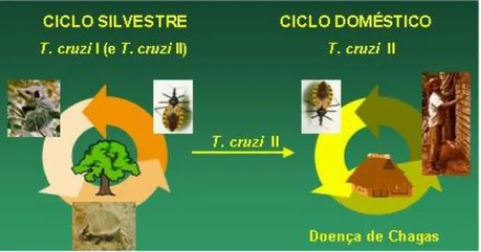 Figura 2. Ciclos de transmissão do T. cruzi. T. cruzi I predomina  nos reservatórios silvestres, ao passo que T