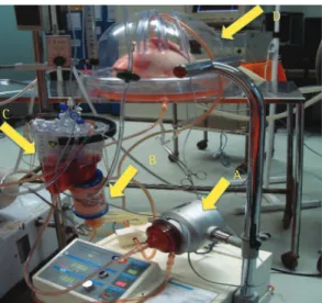 Figura 5 - Sistema de perfusão pulmonar ex vivo 