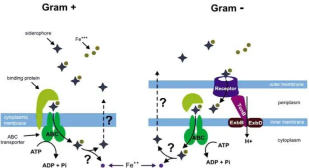 Figure 1: Organization of siderophore excretion and internalization in gram-positive  and gram-negative bacteria